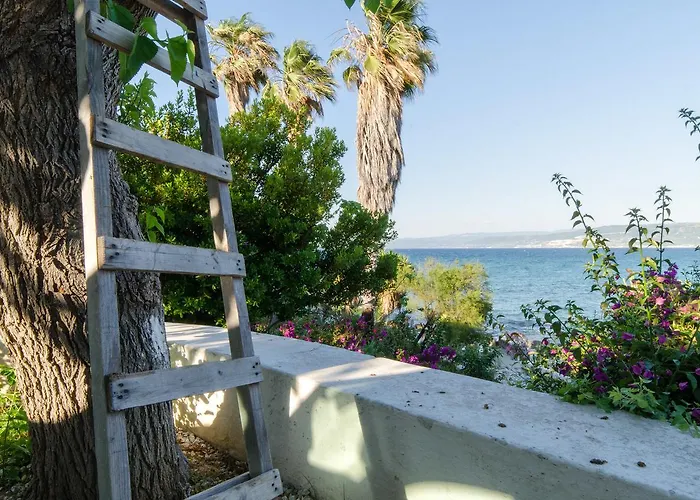 Albatros ブリアーティコ